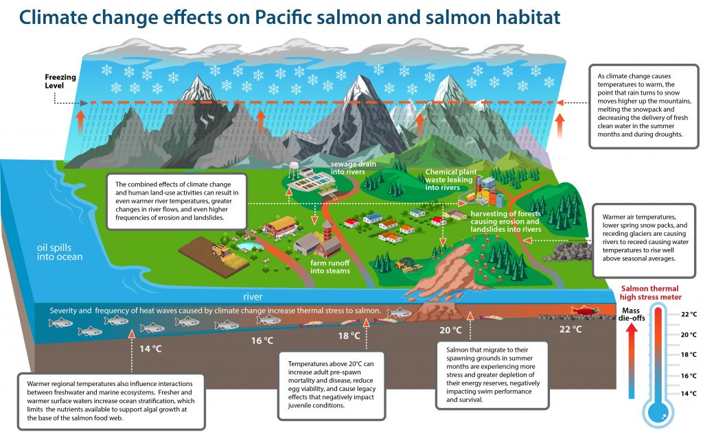 Pacific Salmon infographic